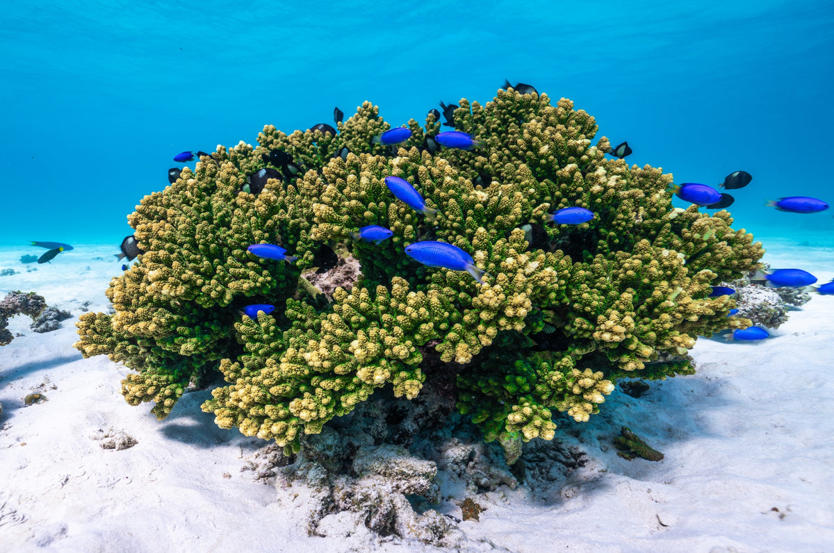 Coral - Green/Yellow