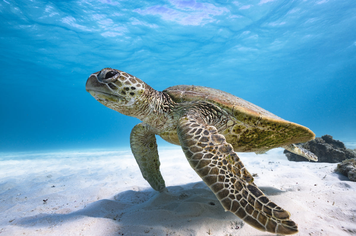 Green Sea Turtle