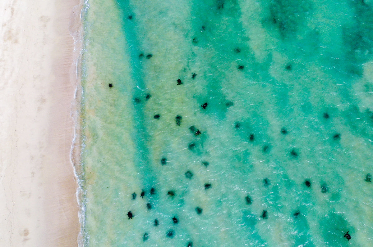 Green Sea Turtle - A Bale