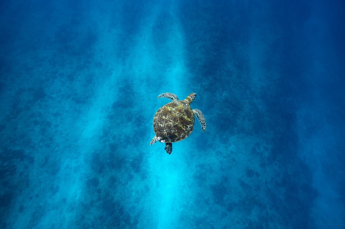 Green Turtle - Swimming