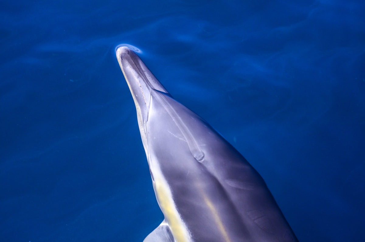 Common Dolphin