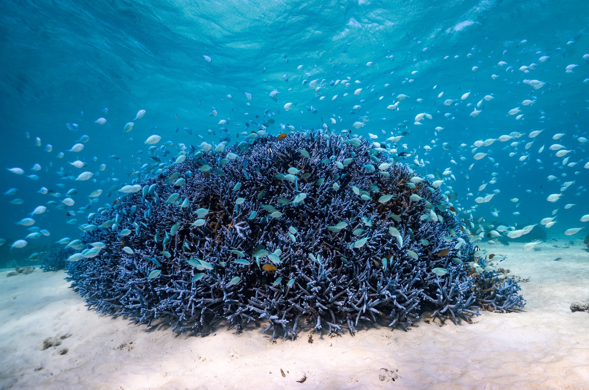 Coral - Blue