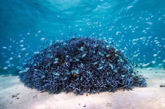 Coral - Blue