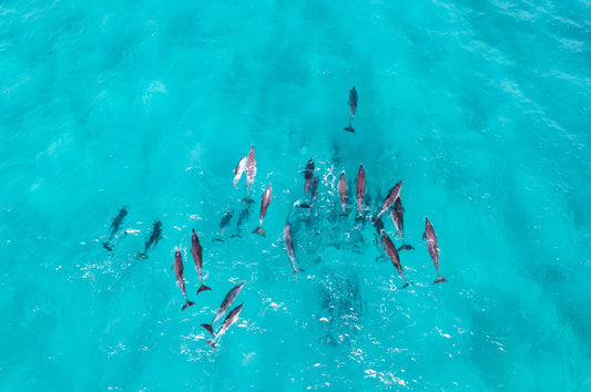 Dolphins