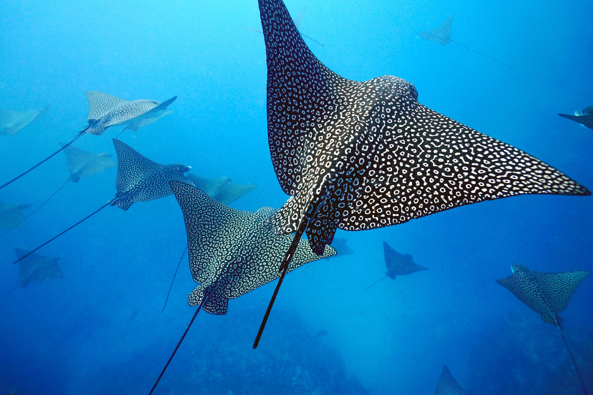 Eagle Rays