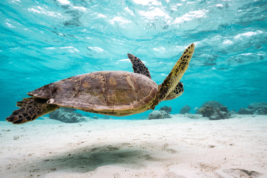 Green Sea Turtle in Shallow