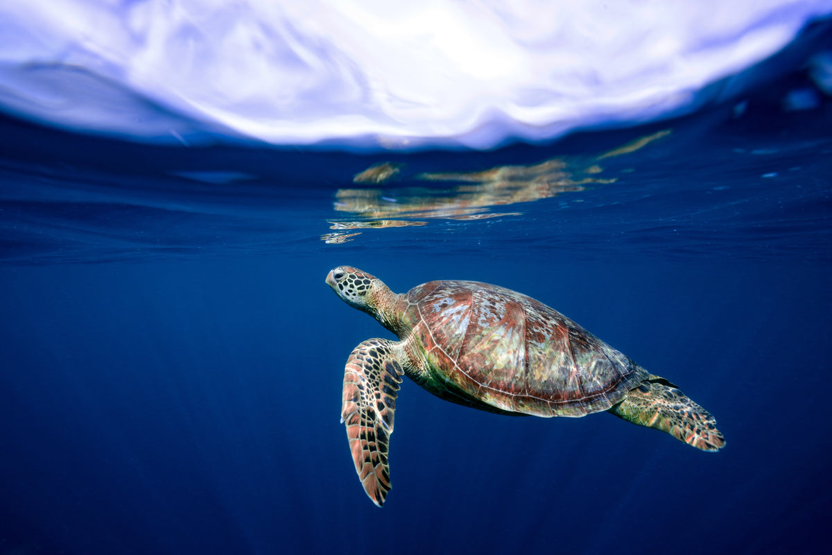 Green Sea Turtle Reflection