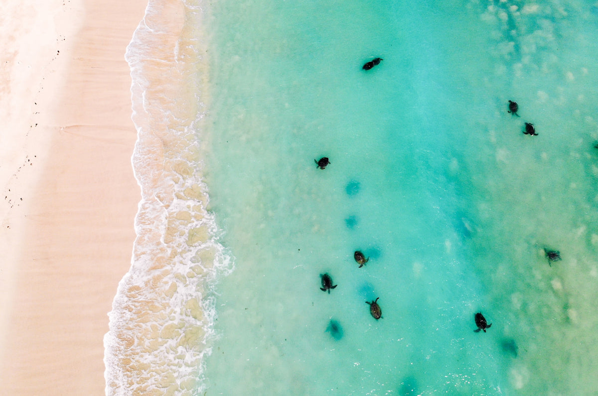 Green Sea Turtle - Flotilla