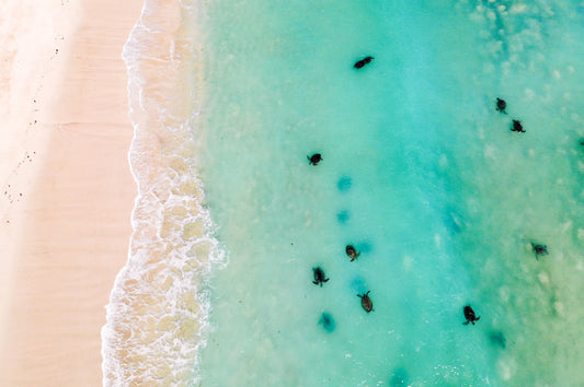 Green Sea Turtle - Flotilla