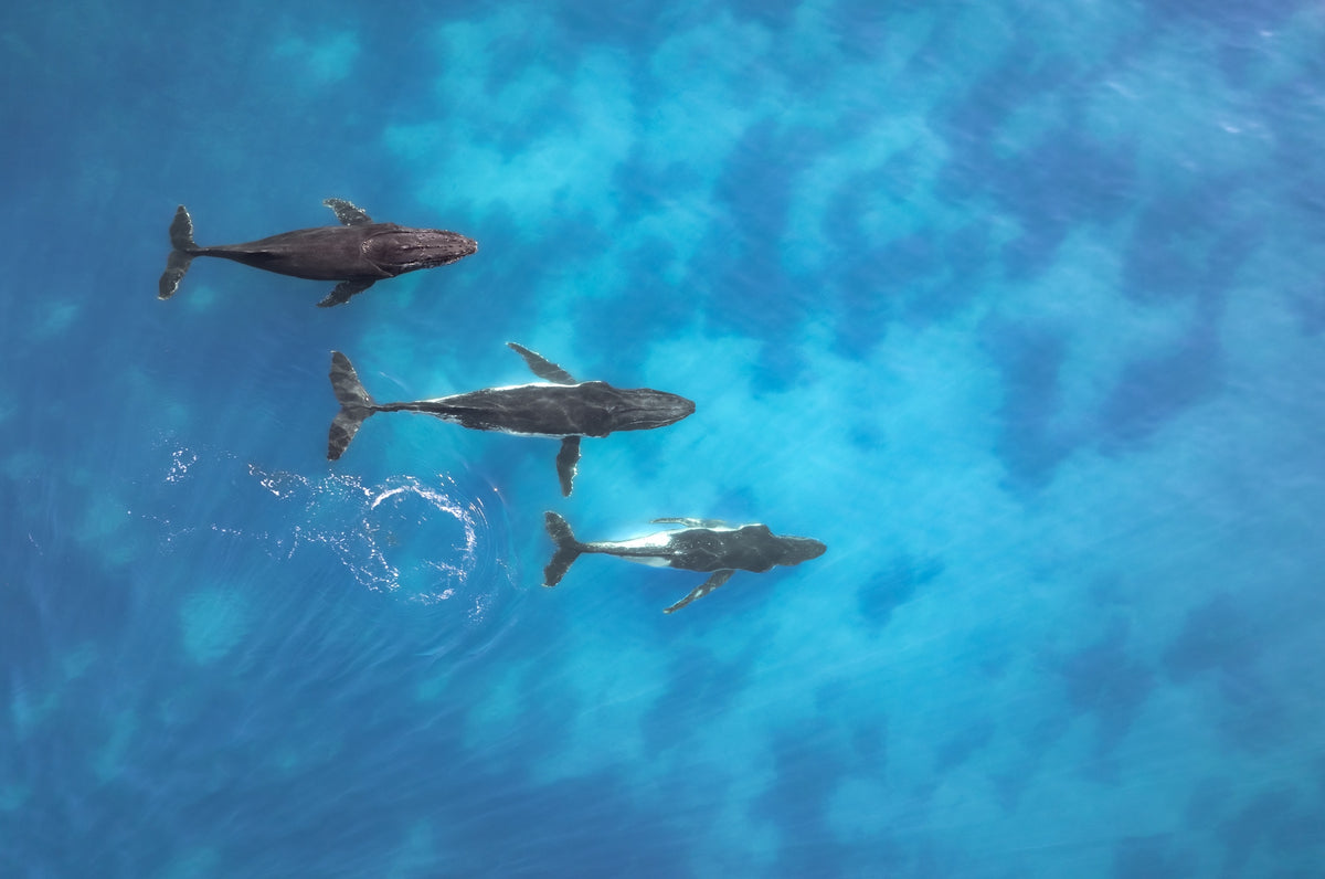 Humpback Whale - Trio