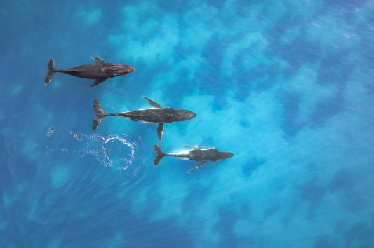 Humpback Whale - Trio