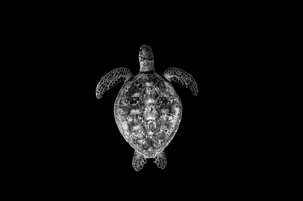 Turtle - Black & White
