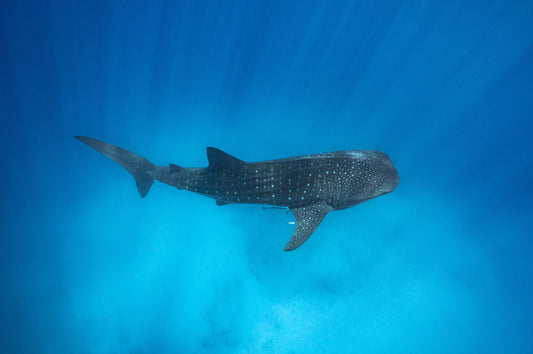 Whaleshark